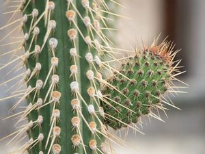 Preview wallpaper cactus, macro, needles, blur