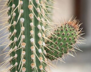 Preview wallpaper cactus, macro, needles, blur