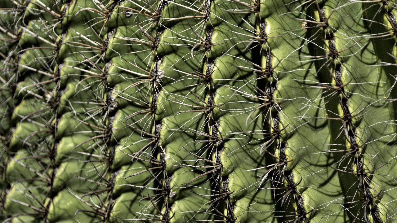Wallpaper cactus, macro, needles, green