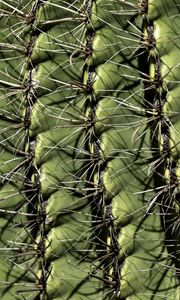 Preview wallpaper cactus, macro, needles, green