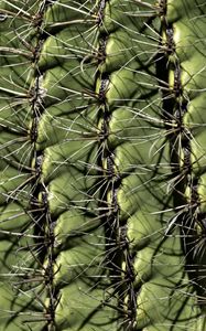 Preview wallpaper cactus, macro, needles, green