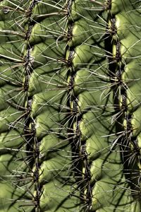 Preview wallpaper cactus, macro, needles, green
