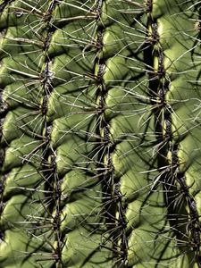 Preview wallpaper cactus, macro, needles, green