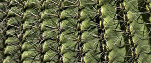 Preview wallpaper cactus, macro, needles, green