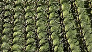 Preview wallpaper cactus, macro, needles, green