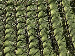 Preview wallpaper cactus, macro, needles, green