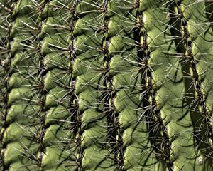 Preview wallpaper cactus, macro, needles, green