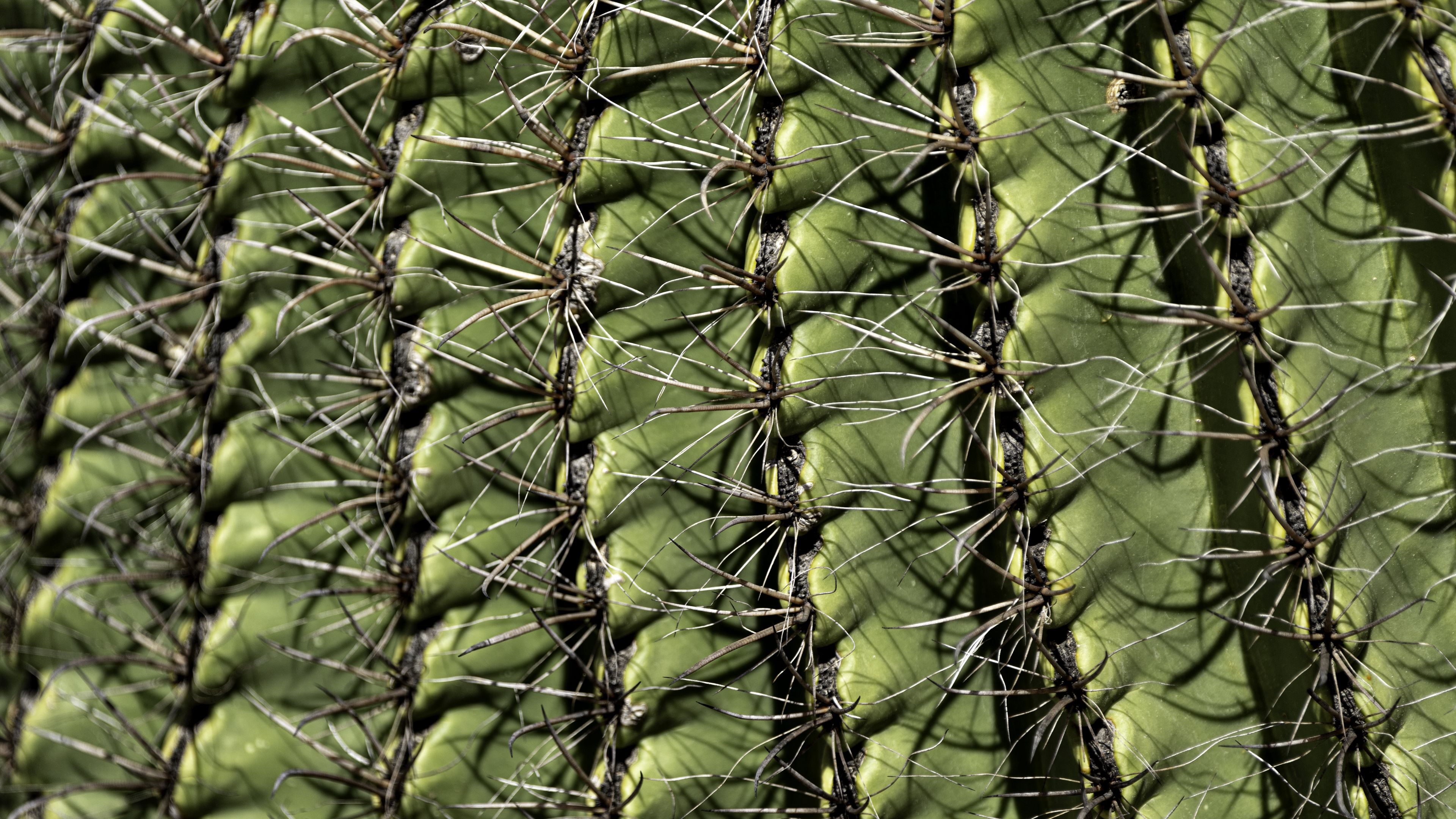 Download wallpaper 3840x2160 cactus, macro, needles, green 4k uhd 16:9