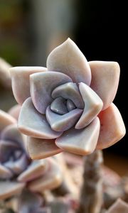 Preview wallpaper cactus, macro, petals, flower, houseplant