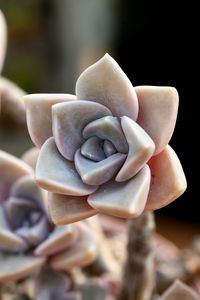 Preview wallpaper cactus, macro, petals, flower, houseplant