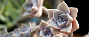 Preview wallpaper cactus, macro, petals, flower, houseplant