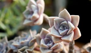 Preview wallpaper cactus, macro, petals, flower, houseplant