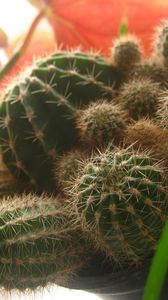 Preview wallpaper cactus, macro, plant