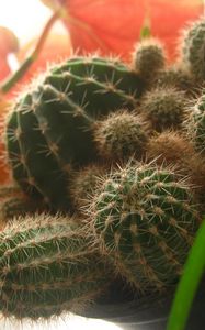 Preview wallpaper cactus, macro, plant