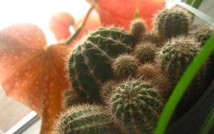 Preview wallpaper cactus, macro, plant