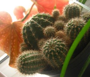 Preview wallpaper cactus, macro, plant