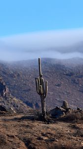 Preview wallpaper cactus, mountains, hills, cloud, landscape