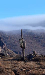 Preview wallpaper cactus, mountains, hills, cloud, landscape