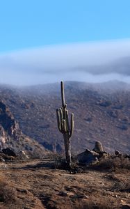Preview wallpaper cactus, mountains, hills, cloud, landscape