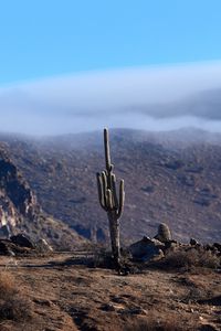 Preview wallpaper cactus, mountains, hills, cloud, landscape