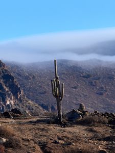 Preview wallpaper cactus, mountains, hills, cloud, landscape
