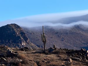 Preview wallpaper cactus, mountains, hills, cloud, landscape