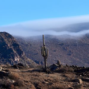Preview wallpaper cactus, mountains, hills, cloud, landscape