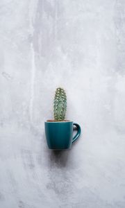 Preview wallpaper cactus, mug, houseplant, wall, texture