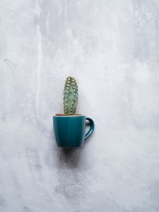 Preview wallpaper cactus, mug, houseplant, wall, texture