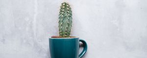 Preview wallpaper cactus, mug, houseplant, wall, texture