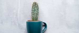 Preview wallpaper cactus, mug, houseplant, wall, texture