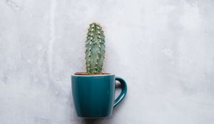 Preview wallpaper cactus, mug, houseplant, wall, texture