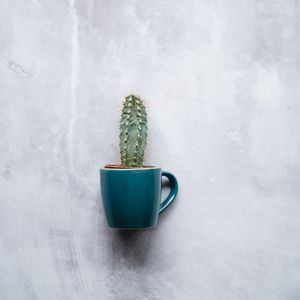 Preview wallpaper cactus, mug, houseplant, wall, texture