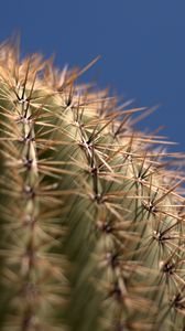 Preview wallpaper cactus, needles, blur, macro