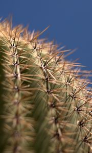 Preview wallpaper cactus, needles, blur, macro