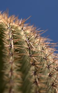 Preview wallpaper cactus, needles, blur, macro