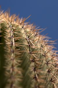 Preview wallpaper cactus, needles, blur, macro