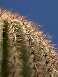 Preview wallpaper cactus, needles, blur, macro