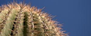 Preview wallpaper cactus, needles, blur, macro