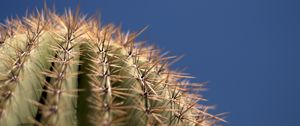 Preview wallpaper cactus, needles, blur, macro