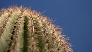 Preview wallpaper cactus, needles, blur, macro