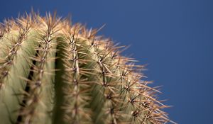 Preview wallpaper cactus, needles, blur, macro