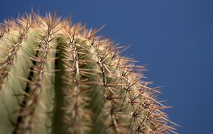 Preview wallpaper cactus, needles, blur, macro
