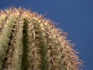 Preview wallpaper cactus, needles, blur, macro