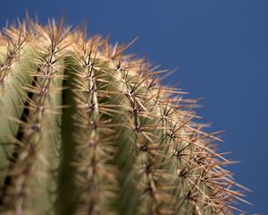 Preview wallpaper cactus, needles, blur, macro