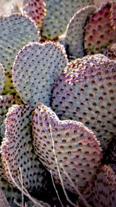 Preview wallpaper cactus, needles, desert