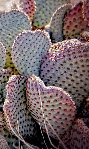 Preview wallpaper cactus, needles, desert