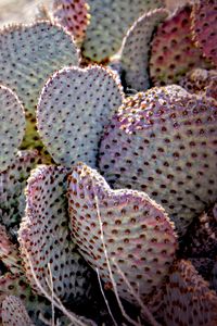 Preview wallpaper cactus, needles, desert