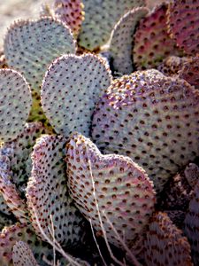 Preview wallpaper cactus, needles, desert
