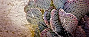 Preview wallpaper cactus, needles, desert